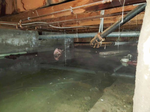Best Mold removal after water damage  in Redland, MD